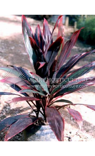 Cordyline terminalis fire brand